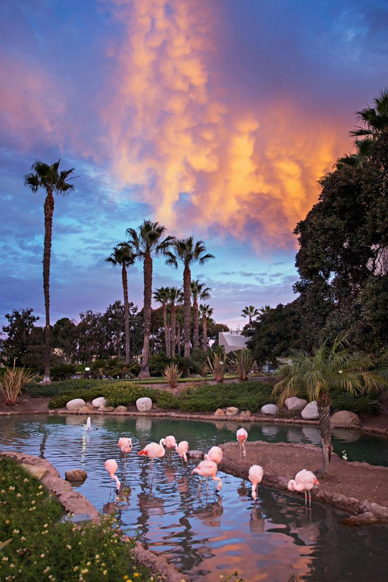 Coronado Island Marriott Resort & Spa San Diego Buitenkant foto